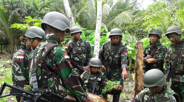 Ladang Ganja Tersembunyi di Kebun Jagung Perbatasan Papua Nugini